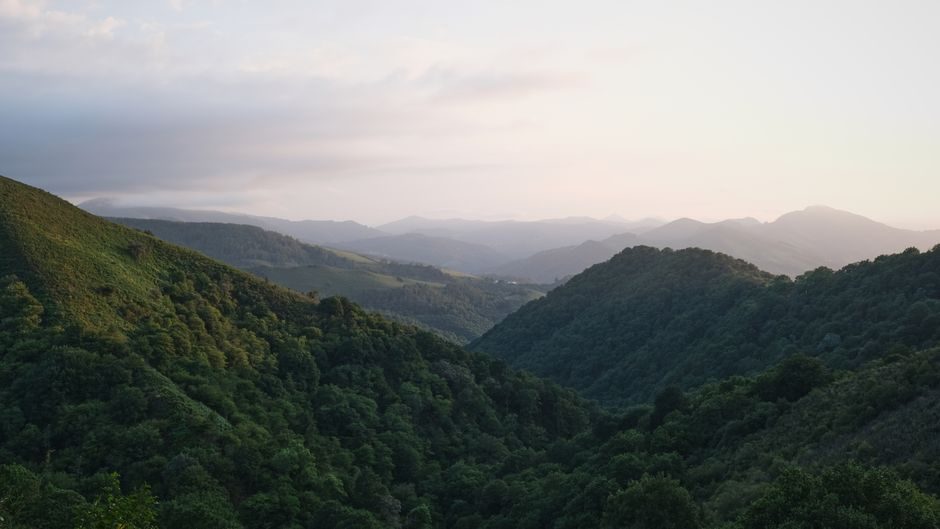 지리산 뱀사골 계곡 초록 숲길